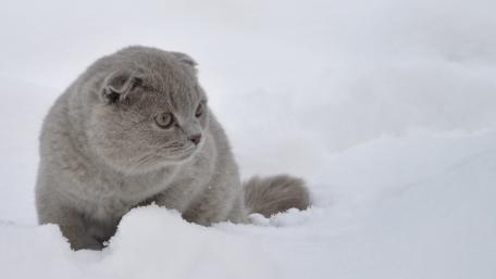 Soft Gray Cat in a Snowy Landscape wallpaper