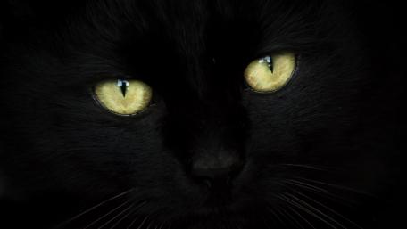 Mystic Gaze of a Black Cat wallpaper