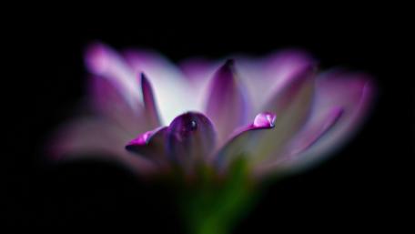 Mystical Purple Blossom in Darkness wallpaper