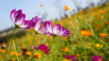 Colorful Cosmos Flowers in a Summer Field Displaying Nature's Beauty wallpaper