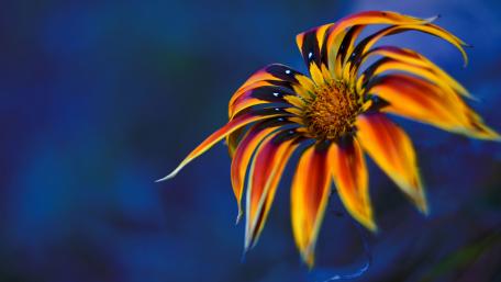 Vibrant Gazania Flower in Full Bloom wallpaper