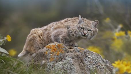 Lynx Family in Nature's Embrace wallpaper