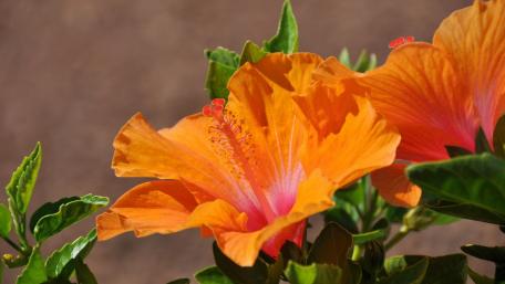 Vibrant Orange Hibiscus Blossom Beauty wallpaper