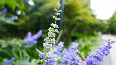 Vibrant Blooms in Nature's Embrace wallpaper