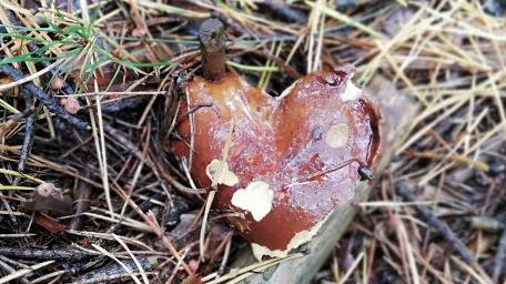 Heart-Shaped Mushroom in Nature's Embrace wallpaper
