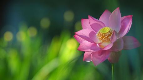 Serenity of Pink Lotus Blossom wallpaper