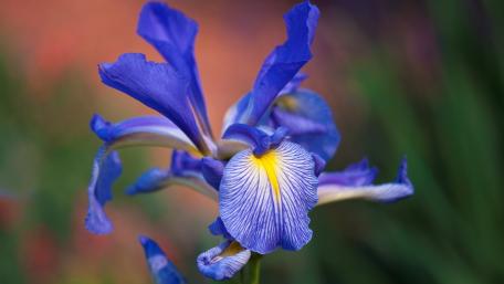 Vibrant Blue Iris Blossom Wallpaper wallpaper