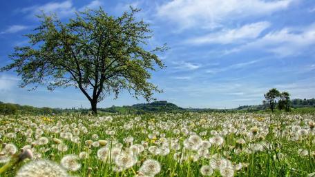 Gentle Breeze Over Dandelion Field wallpaper