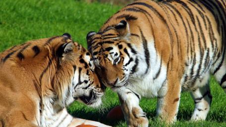 Majestic Tigers in Their Natural Habitat wallpaper