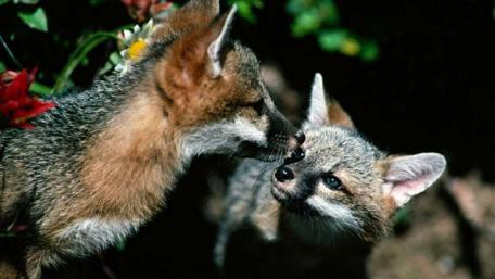 Playful Foxes in Nature's Embrace wallpaper