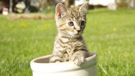 Adorable Kitten in a Flower Pot wallpaper