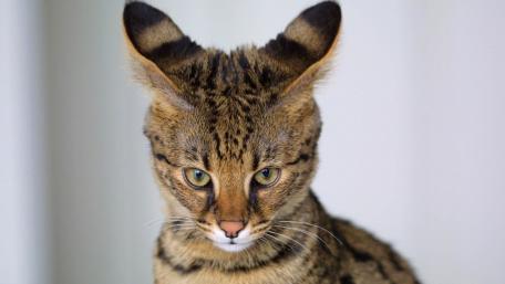 Savannah cat wallpaper