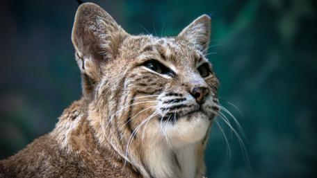 Lynx Portrait in Nature Scene wallpaper
