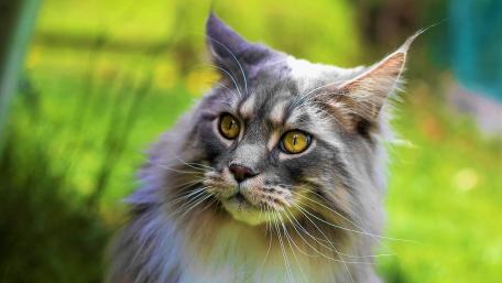 Blue smoke Maine Coon wallpaper