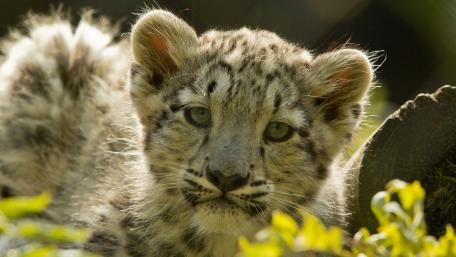 Snow Leopard Cub in Natural Habitat wallpaper
