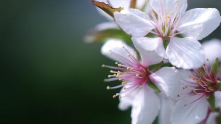 Delicate Blossoms of Spring Beauty wallpaper