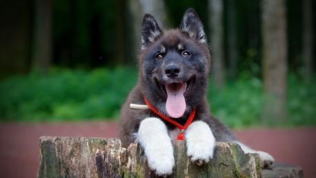 Adorable Puppy Smiling in Nature Scene wallpaper