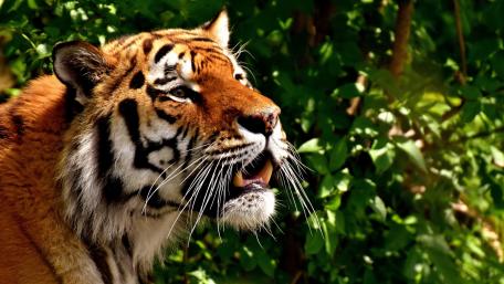 Majestic Siberian Tiger in the Wild wallpaper