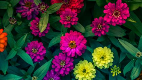 Vibrant Zinnias in Full Bloom wallpaper