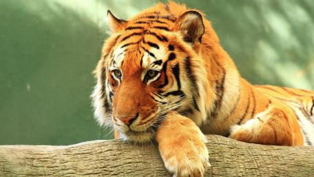 Majestic Tiger in Tranquil Stance wallpaper