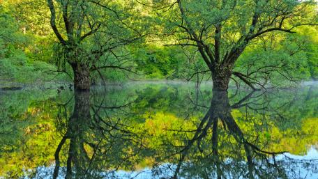 Serene Reflections in a Riparian Forest wallpaper
