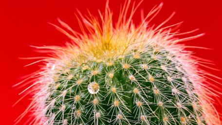 Cactus wallpaper