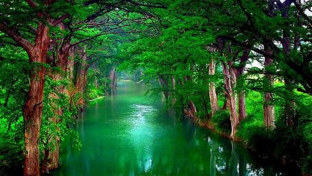 Tree water wallpaper