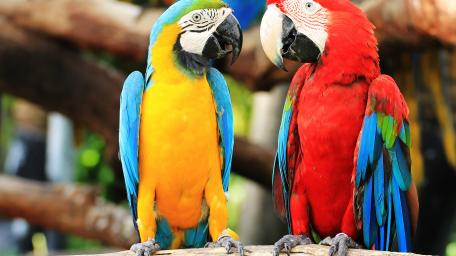 Vibrant Conversation Between Parrots wallpaper