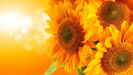 Bright Sunflowers in Golden Glow wallpaper