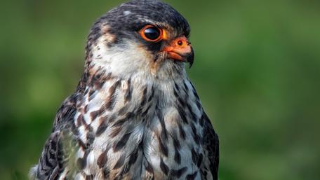 Majestic Falcon Portraiting Nature's Beauty wallpaper