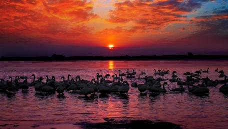 Serene Swans at Sunset Glow wallpaper