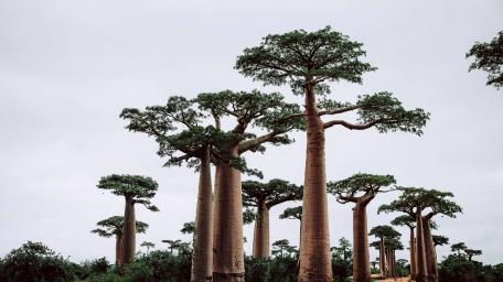 Avenue of the Baobabs wallpaper