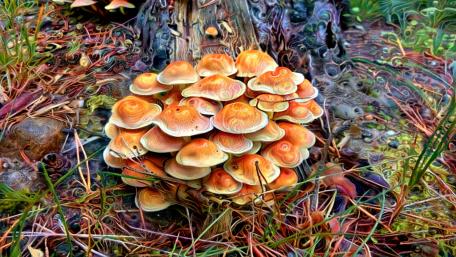Mushrooms wallpaper