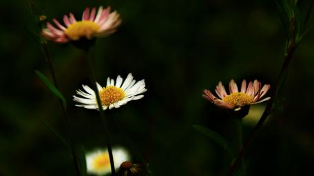flower wallpaper