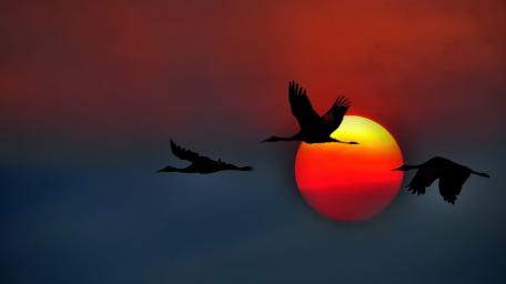 Cranes Soaring at Sunset wallpaper