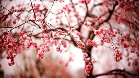 Sakura Dreams in Blooming Springtime Scene wallpaper