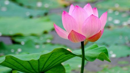 Delicate Beauty of the Pink Lotus Flower wallpaper