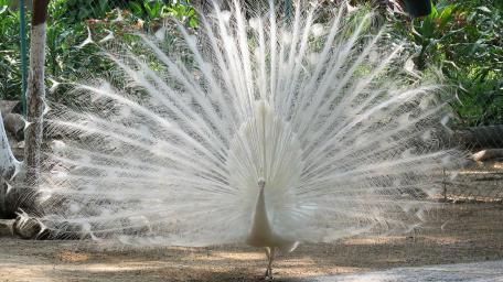 White Peacock wallpaper