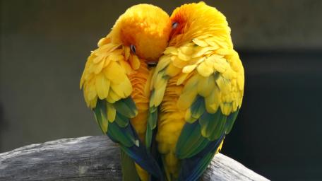 Birds love wallpaper