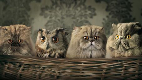 Adorable Animal Confusion in a Basket wallpaper