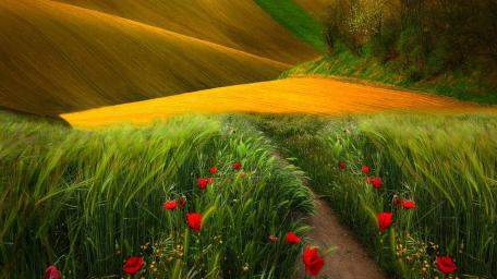 Serene Path Through Vibrant Poppy Fields wallpaper