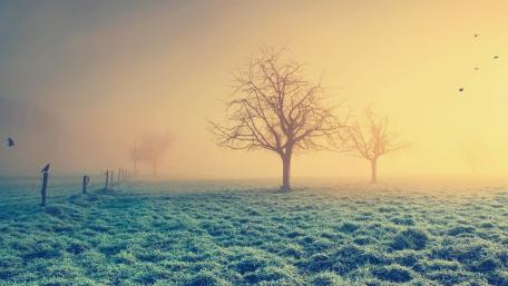Misty Morning Elegance in the Countryside wallpaper