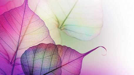 Transparent Leaves Symphony wallpaper