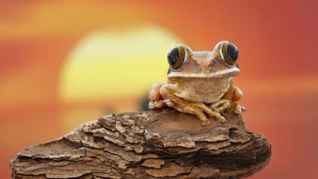 Frog’s Sunset Serenity in 4K wallpaper