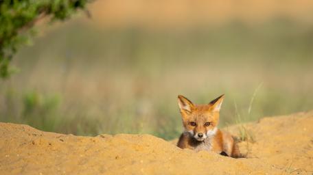 Charming Kit Fox in Natural Habitat wallpaper