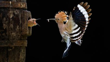 Hoopoe wallpaper