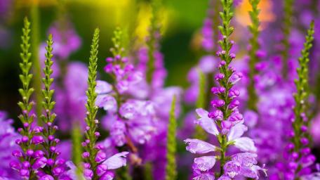 Vibrant Purple Blooms in a Garden Glow wallpaper
