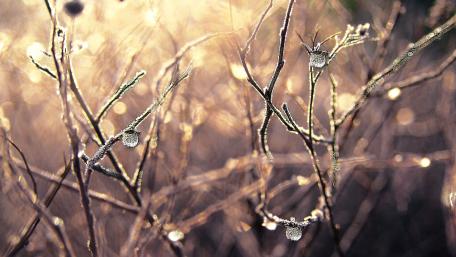 Hoarfrost-Covered Twigs in Morning Light wallpaper