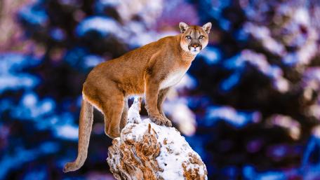 Majestic Puma in Winter Wilderness wallpaper