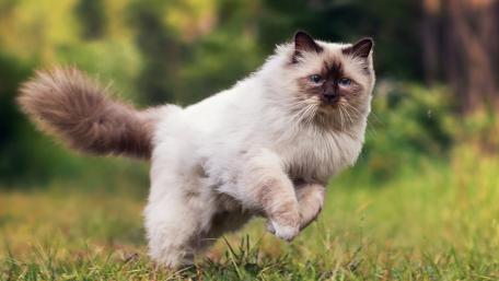 Playful Persian Cat in a Lush Green Setting wallpaper